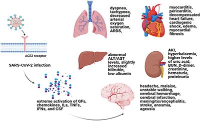 COVID-19 Pathology on Various Organs and Regenerative Medicine and Stem Cell-Based Interventions